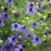 Blumensamen - Nigella Hispanica "Midnight" (Jungfer im Grünen)