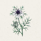 Blumensamen - Nigella Papillosa "African Bride" (Jungfer im Grünen)
