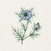 Blumensamen - Nigella Damascena "Miss Jekyll" (Jungfer im Grünen)