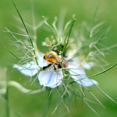 Blumensamen - Nigella Hispanica "Midnight" (Jungfer im Grünen)