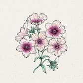 Blumensamen - Phlox drummondii "Cherry Caramel" (Sommer-Phlox)