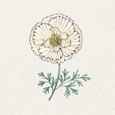 Blumensamen - Eschscholzia californica "Thai Silk Pink Champagne"