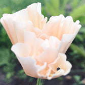 Blumensamen - Eschscholzia californica "Thai Silk Pink Champagne"