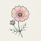 Blumensamen - Cosmos Bipinnatus "Apricot Lemonade" (Kosmee)
