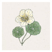 Blumensamen - Tropaeolum majus "Milkmaid" (Kapuzinerkresse)