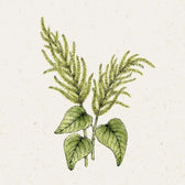 Blumensamen - Amaranthus caudatus "Green Cascade" (Fuchsschwanz)