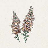Blumensamen - Antirrhinum majus - "Costa Apricot" (Löwenmäulchen)