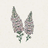 Blumensamen - Antirrhinum majus F1 "Costa Silver" (Löwenmäulchen)