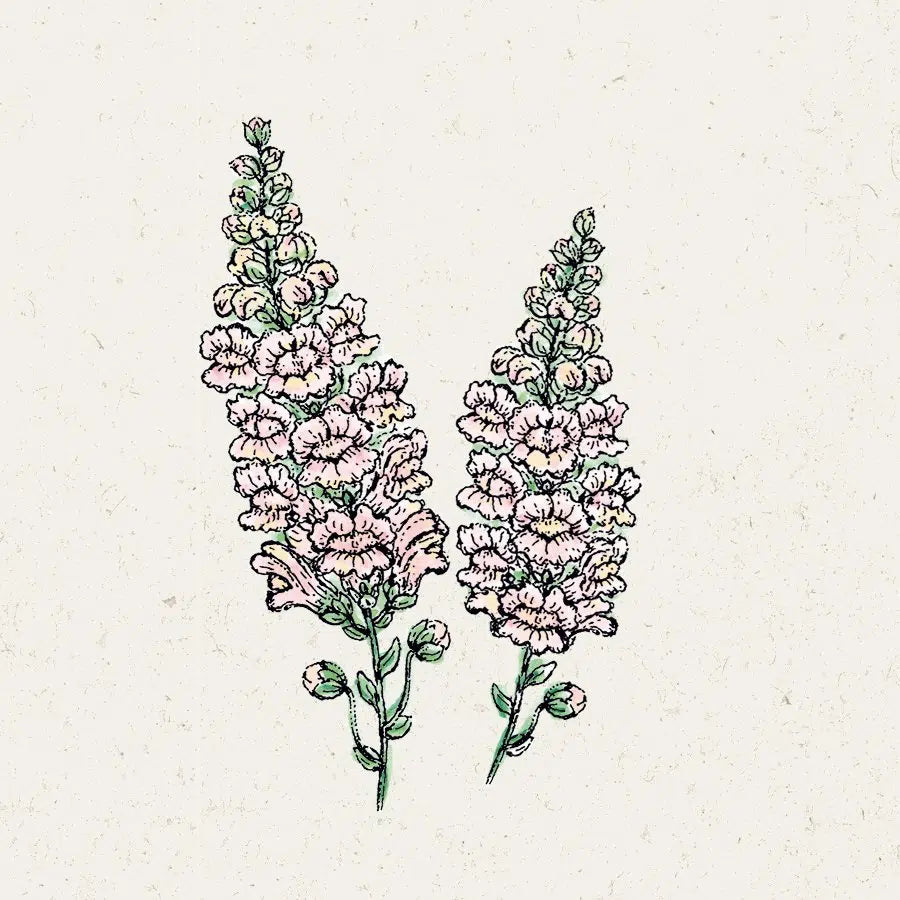 Blumensamen - Antirrhinum majus F1 "Costa Silver" (Löwenmäulchen)