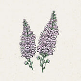 Blumensamen - Antirrhinum majus - "Summer Lavender" (Löwenmäulchen)
