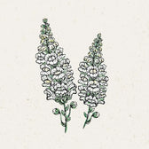 Blumensamen - Antirrhinum majus  "Royal Bride" (Löwenmäulchen)