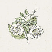 Blumensamen - Cobaea scandens "Alba" (Glockenrebe)