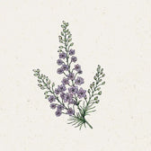 Blumensamen - Delphinium consolida - "Misty Lavender" (Rittersporn)