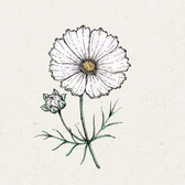 Blumensamen - Cosmos bipinnatus  "Cosmix White" (Kosmee)