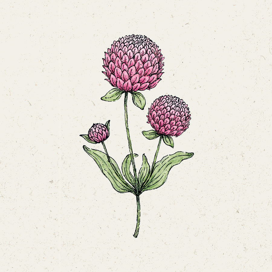 Blumensamen - Gomphrena globosa 'Rose' (Kugelamarant)