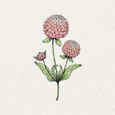 Blumensamen - Gomphrena globosa 'Salmon Pastel' (Kugelamarant)