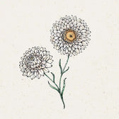 Blumensamen - Helichrysum bracteatum 'White' (Strohblume)