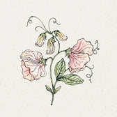 Blumensamen - Lathyrus odoratus 'Spring Sunshine Champagne' (Duftwicke)