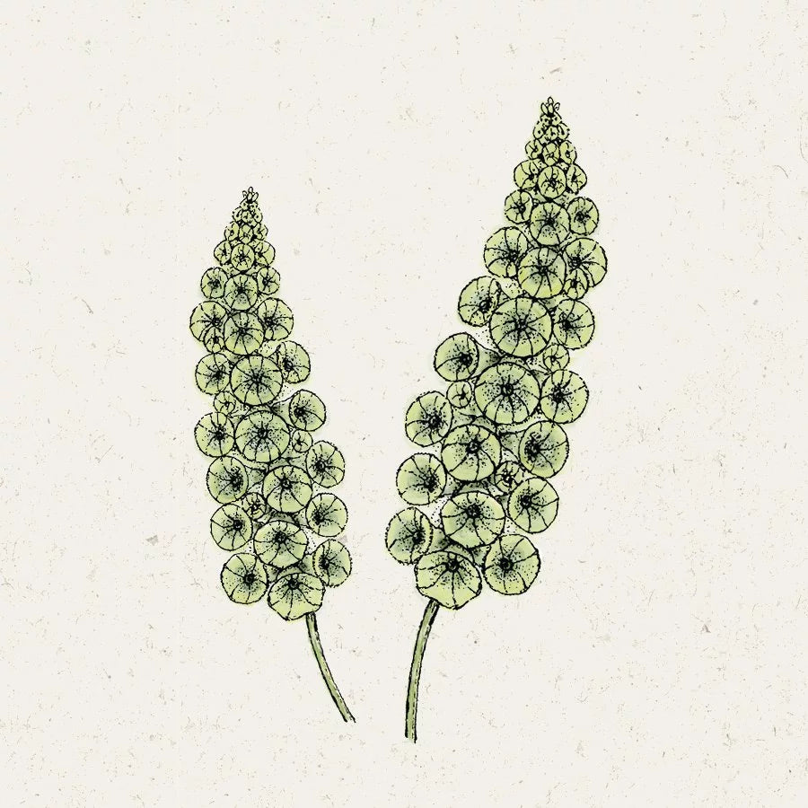 Blumensamen - Moluccella laevis (Muschelblume)