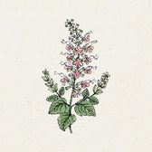 Blumensamen - Salvia coccinea 'Summer Jewel Pink' (Blutsalbei)