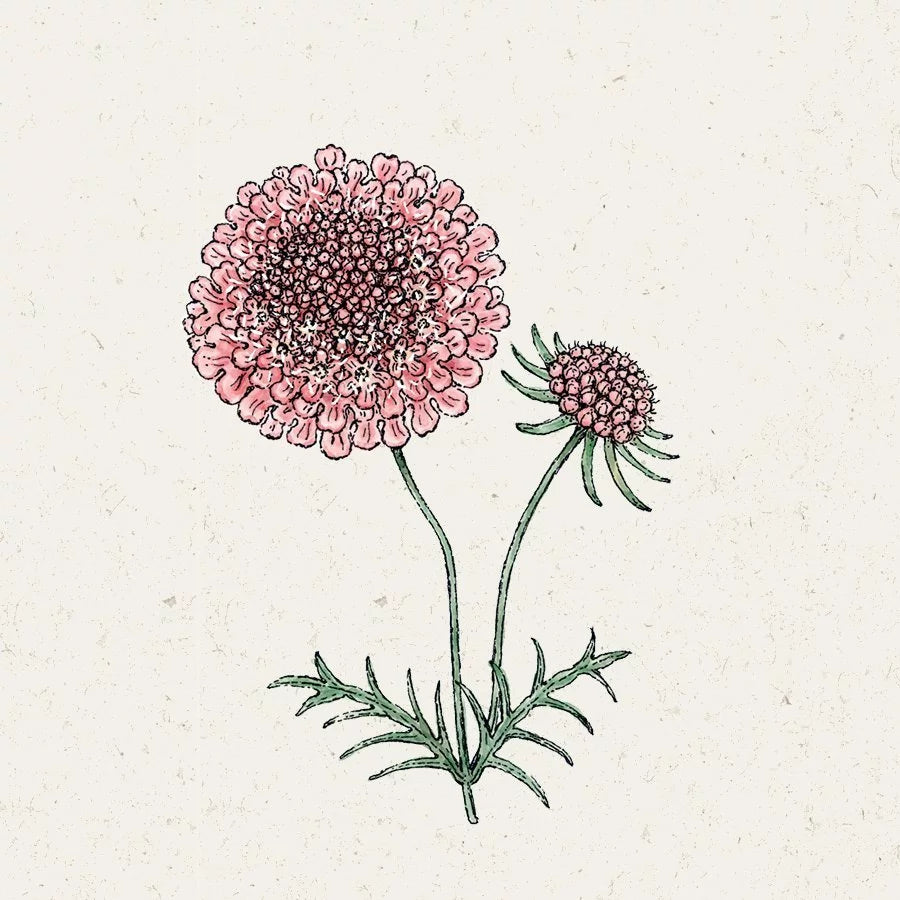 Blumensamen - Scabiosa atropurpurea - "Salmon Queen" (Skabiose)