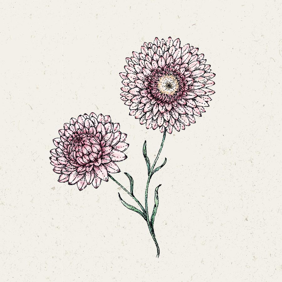 Blumensamen - Helichrysum bracteatum - "Silvery Rose" (Strohblume)