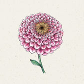 Blumensamen - Zinnia elegans ‘Zahara Double Raspberry Ripple’ (Zinnie)