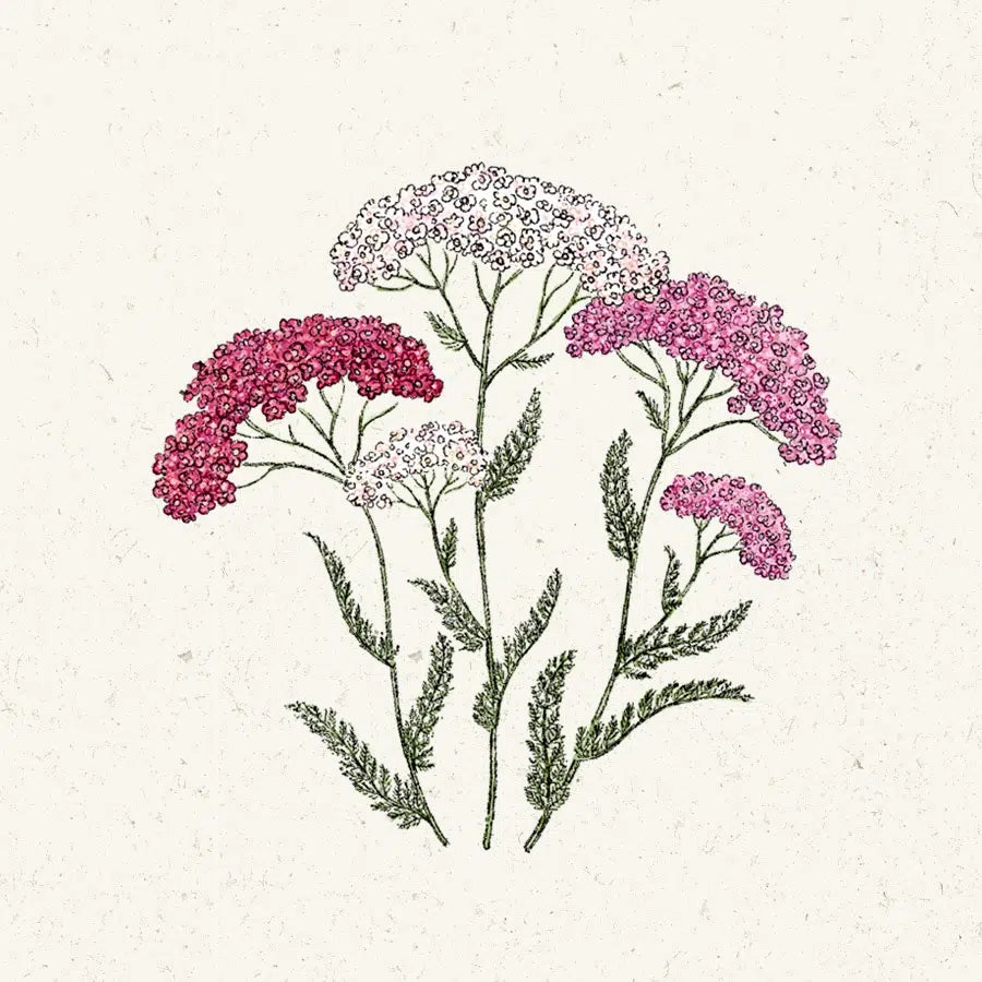 Blumensamen - Achillea millefolium "Summer Berries" (Schafgarbe)