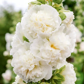 Blumensamen - Alcea rosea "Queeny Yellow" (Stockrose)