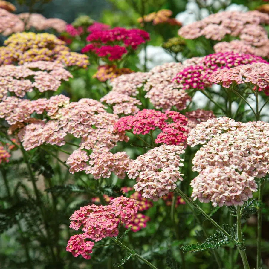 Blumensamen - Achillea millefolium "Summer Pastell" (Schafgarbe)