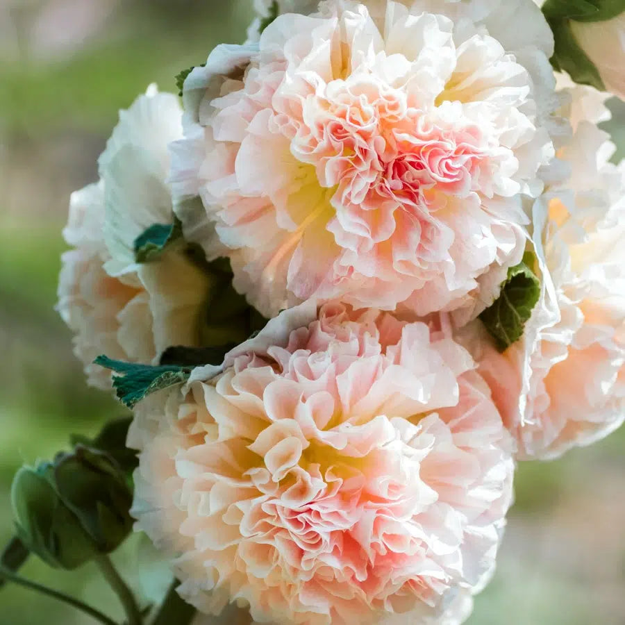 Blumensamen - Alcea rosea "Queeny Salmon" (Stockrose)