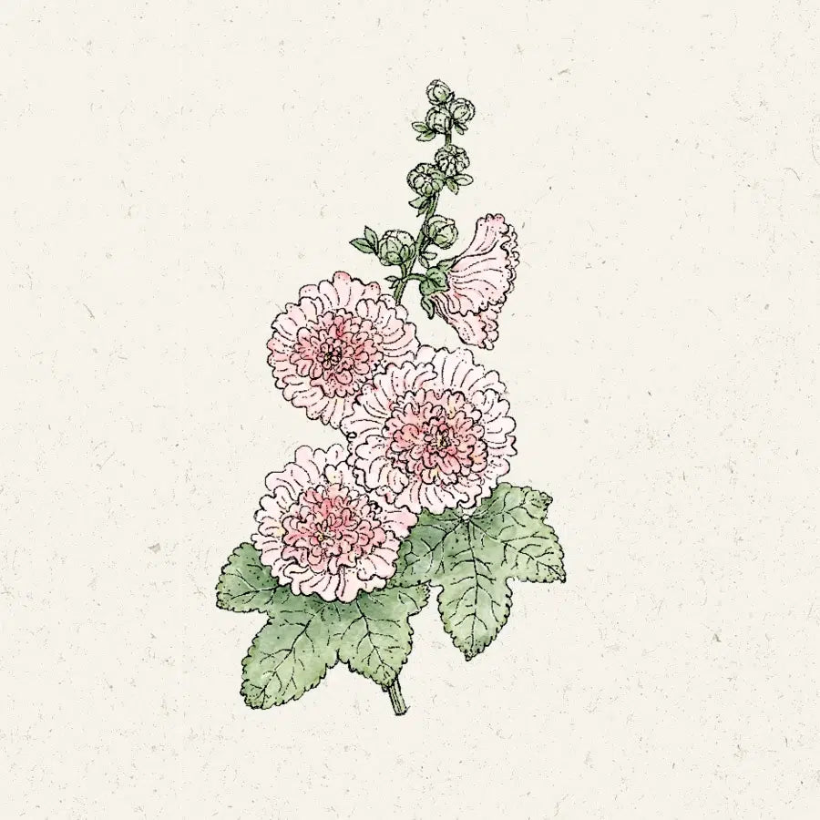 Blumensamen - Alcea rosea "Queeny Salmon" (Stockrose)