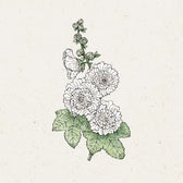 Blumensamen - Alcea rosea "Queeny Yellow" (Stockrose)