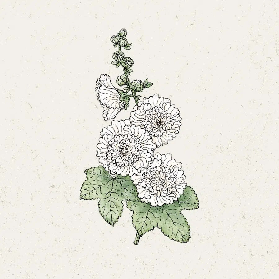 Blumensamen - Alcea rosea "Queeny White" (Stockrose)