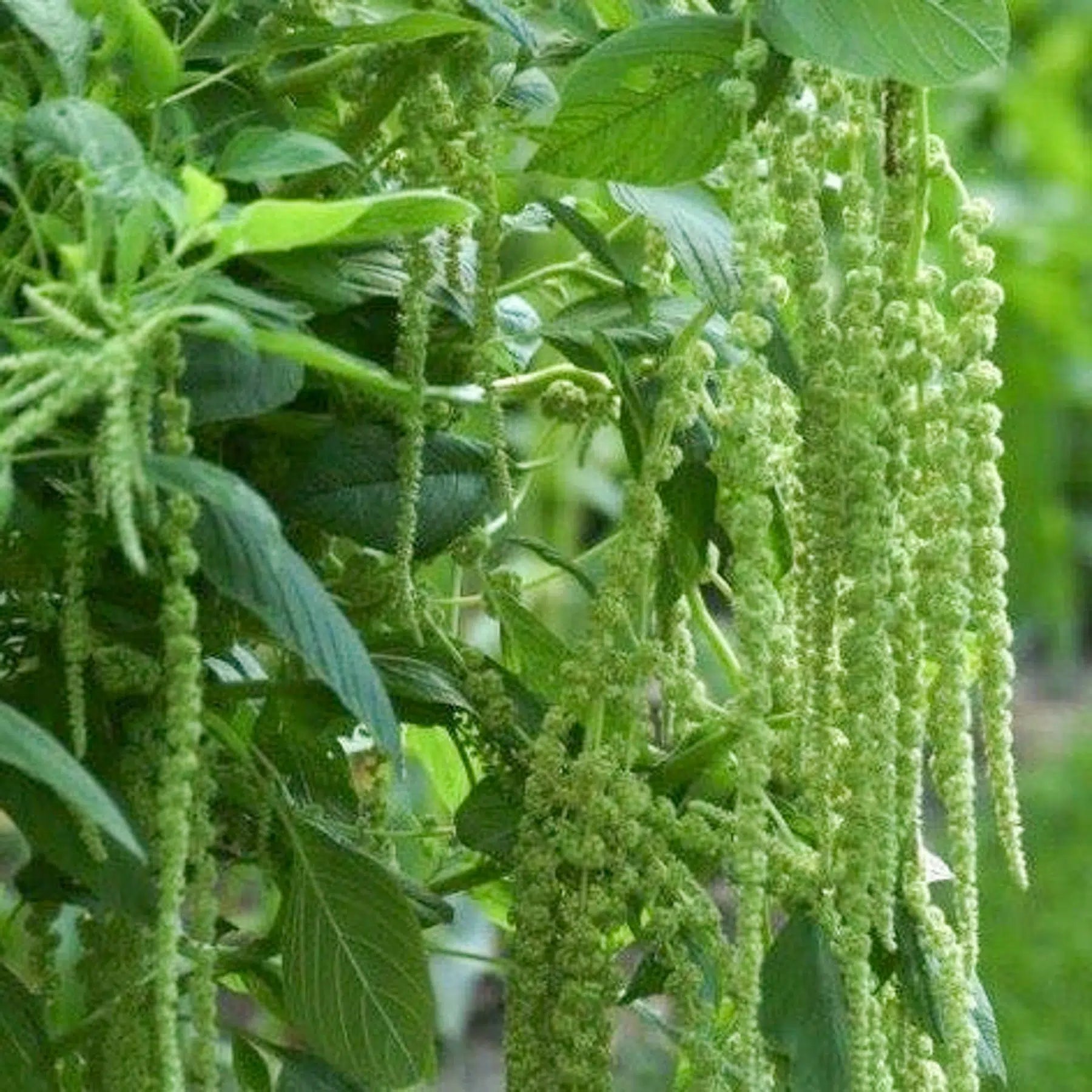 Blumensamen - Amaranthus caudatus "Green Cascade" (Fuchsschwanz)