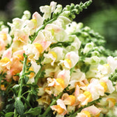 Blumensamen - Antirrhinum majus - "Costa Apricot" (Löwenmäulchen)