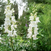 Blumensamen - Antirrhinum majus  "Royal Bride" (Löwenmäulchen)