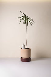 Blumenbewässerung - Cove Sandstone 300 ml