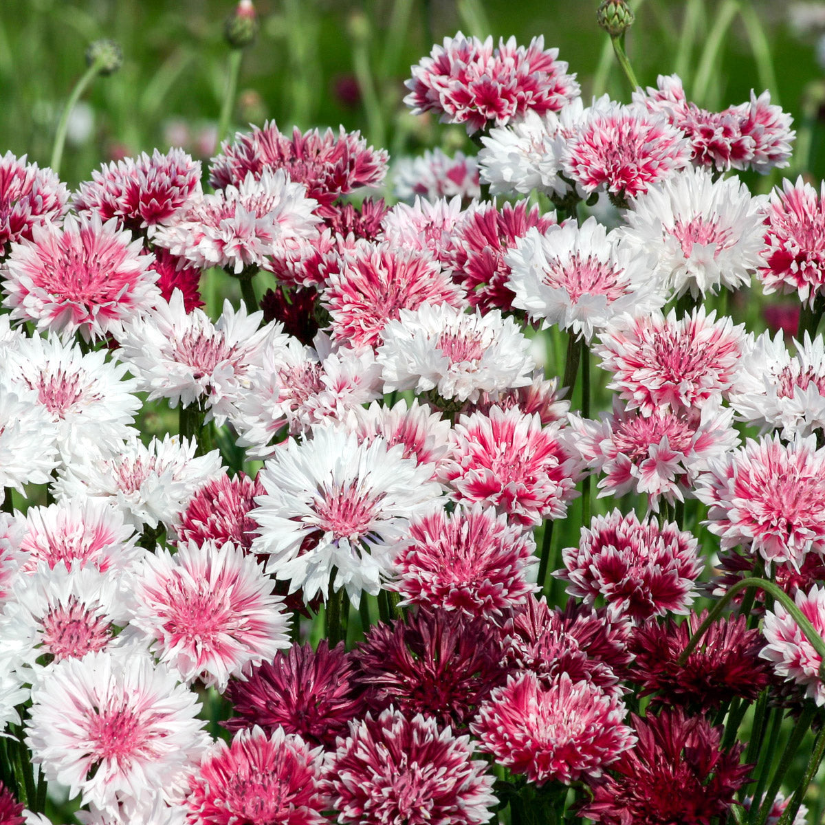 Blumensamen - Centaurea cyanus 'Classic Romantic' (Kornblume)