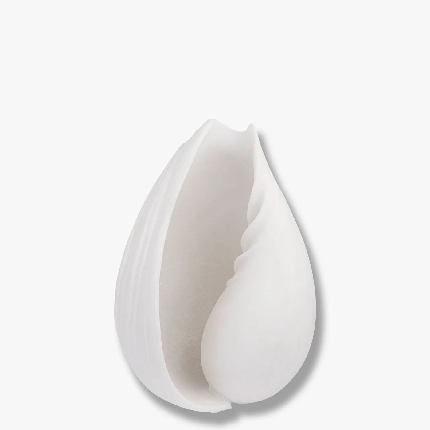 Conch Muschel klein