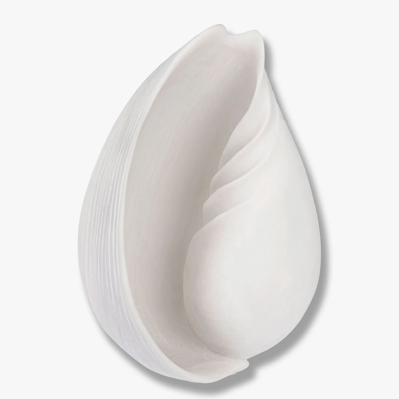 Conch Muschel groß