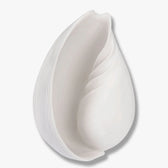 Conch Muschel groß