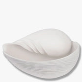 Conch Muschel groß