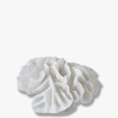 Korallen Kiemen - Coral Gills
