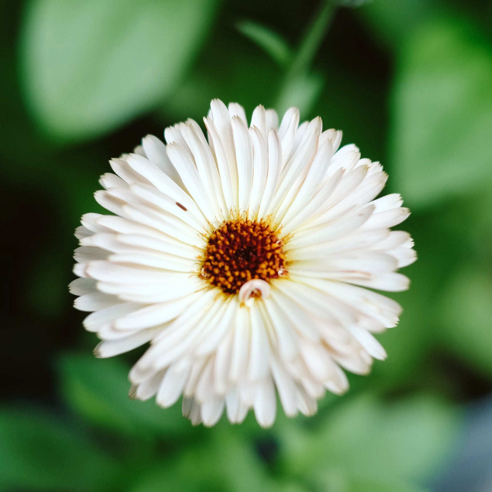 Blumensamen - Calendula 'Snow Princess' (Ringelblume)