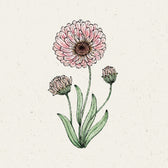 Blumensamen - Calendula 'Pink Surprise' Ringelblume