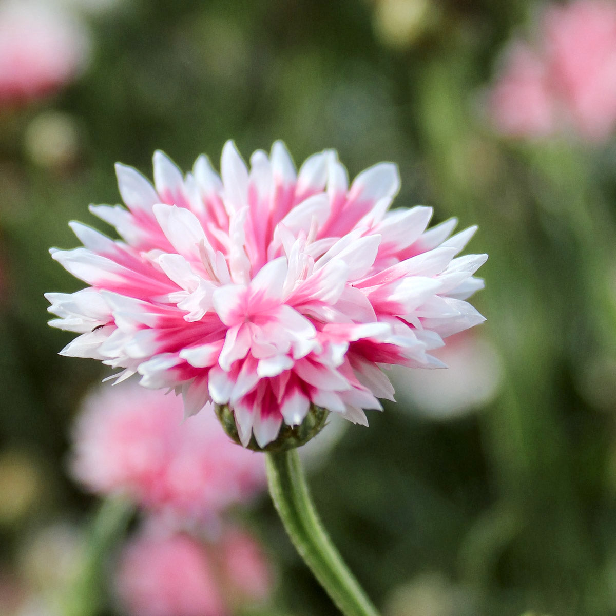 Blumensamen - Centaurea cyanus 'Classic Romantic' (Kornblume)