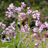 Blumensamen - Cynoglossum amabile "Mystery Rose"  (Chinesisches Vergissmeinnicht)