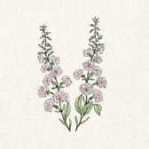 Blumensamen - Clarkia unguiculata "Appleblossom" (Mandelröschen)