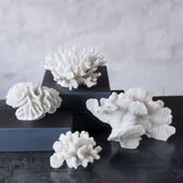 Korallen Kiemen - Coral Gills